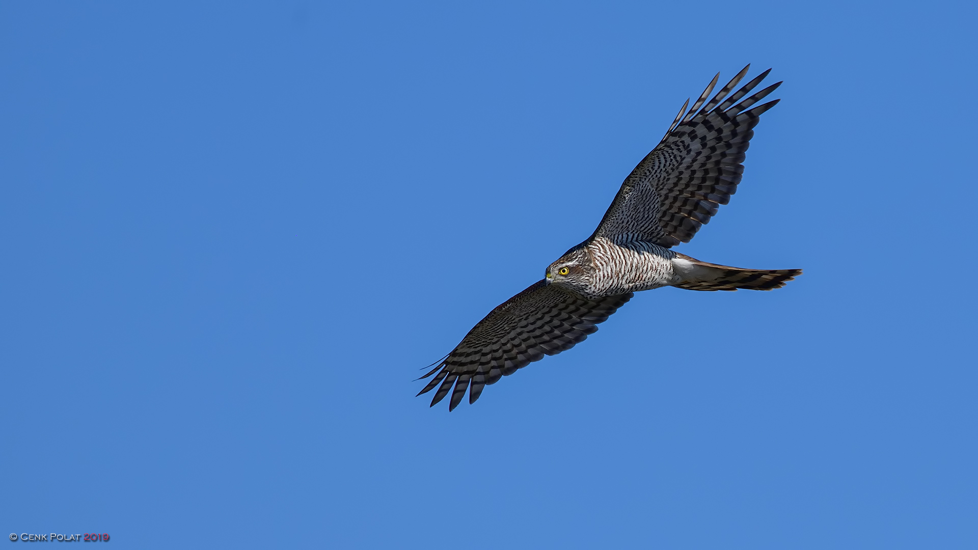 Eurasian Sparrowhawk